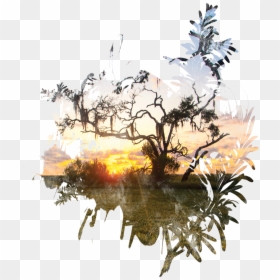 Illustration, HD Png Download - live oak tree png
