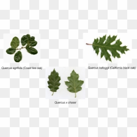 Maple Leaf, HD Png Download - live oak tree png