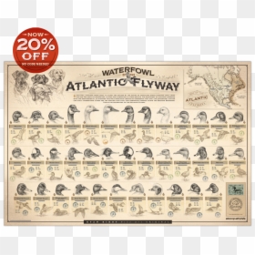 Ryan Kirby Waterfowl Atlantic Flyway Poster Duck Identification - Waterfowl Of The Mississippi Flyway, HD Png Download - metal gear solid exclamation mark png