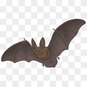 Big Eared Bat Drawing, HD Png Download - bats silhouette png
