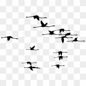 Silhouette Fenicotteri, HD Png Download - flamingo silhouette png