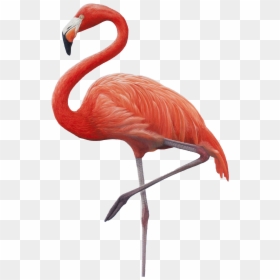 Greater Flamingo, HD Png Download - feather .png