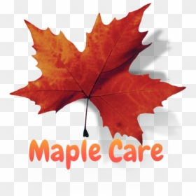 Com Massage Spa In Dubai - Maple Leaf, HD Png Download - spa stones png