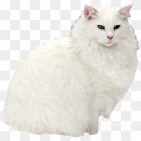 Image - White Cat Queen, HD Png Download - sad meme png