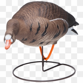Field Speckle Bellies Left Feeder Goose Hunting Decoy - Turkey, HD Png Download - speckle png