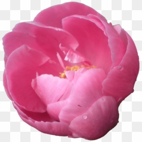 Pink Peony, Png V - Peony Clipart Transparent Background, Png Download - pink peony png