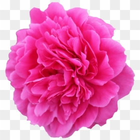Flower Image Copyright Free, HD Png Download - pink peony png