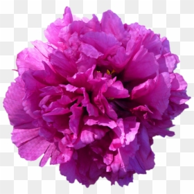Peony, HD Png Download - pink peony png