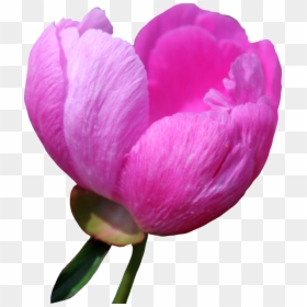 Download Peony Png Free Download For Designing Projects - Wallpaper, Transparent Png - pink peony png