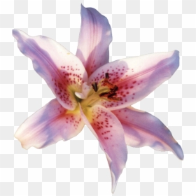 Lily Flower Transparent Background Gif, HD Png Download - stargazer lily png