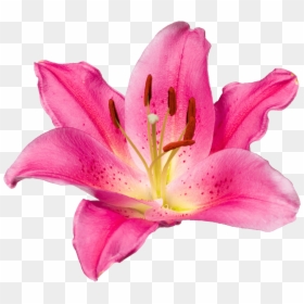 Transparent Daylily Clipart - Tiger Lily, HD Png Download - stargazer lily png