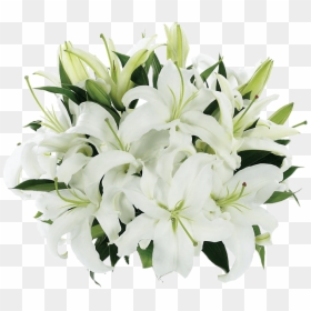 Tight Bouquet Of Lilies - Bouquet Of Lily Flowers, HD Png Download - stargazer lily png