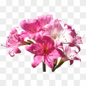 Pomada Arnica Belladona, HD Png Download - stargazer lily png
