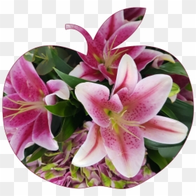 #applesticker #apple #flower #flowers #pink #lilly - Stargazer Lily, HD Png Download - stargazer lily png