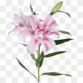 Rose Lilies High Res, HD Png Download - stargazer lily png