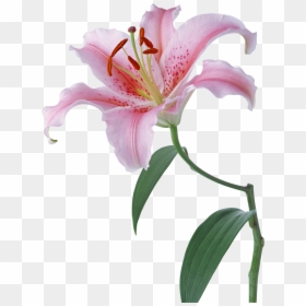 Lilium Png - 一 朵 百合 花, Transparent Png - stargazer lily png