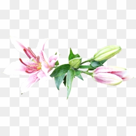 Stargazer Lily, HD Png Download - stargazer lily png