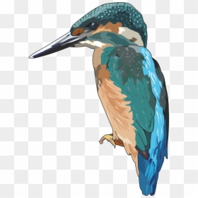 Kingfisher Clipart, HD Png Download - kingfisher logo png