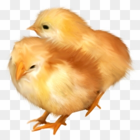 Poussins Png - Chicken, Transparent Png - easter chick png