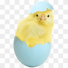#easter #chick #eggs #multicolor #egg - Chicken, HD Png Download - easter chick png