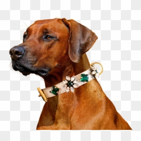 Transparent File - Rhodesian Ridgeback Transparent, HD Png Download - freddy head png