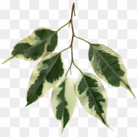 Ficus Benjamina Scanned Leaves - Fig Leaves Transparent, HD Png Download - tree without leaves png