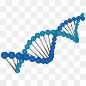 Dna, HD Png Download - amerisourcebergen png