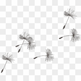 Images Of Dandelion Drawing Blowing In The Wind - Dandelion Wish Clip Art, HD Png Download - leaves blowing in the wind png