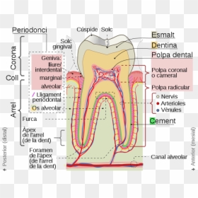Cross Sections Of Teeth Cat - Parts De La Dent, HD Png Download - human teeth png