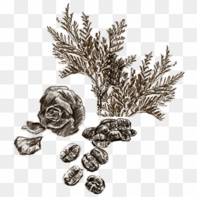 Drawn Illustration Image Of Cedar Leaves, Rose Petals, - Illustration, HD Png Download - leaves blowing in the wind png