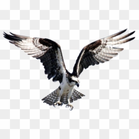 Osprey Bird, HD Png Download - wings of freedom png