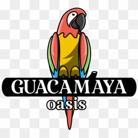 Guacamaya Png, Transparent Png - guacamaya png