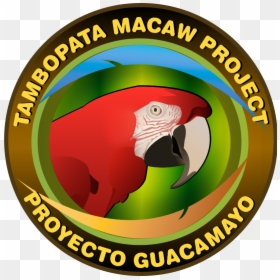 Tambopata Macaw Project, HD Png Download - guacamaya png