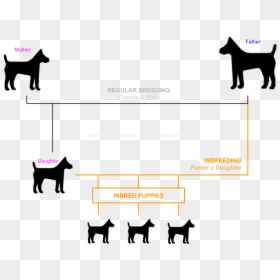 Dog Inbreeding - Dog Gene Pool, HD Png Download - mean dog png