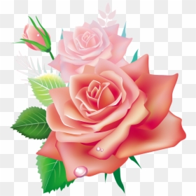 Beautiful Roses Flowers Png, Transparent Png - pink flower vector png
