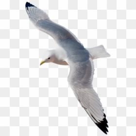 Gull Png - Kittiwakes Png, Transparent Png - seagull clipart png