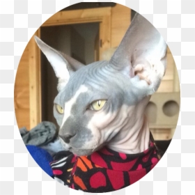 Sphynx, HD Png Download - david bowie lightning bolt png