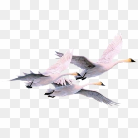 #pajaros #pajaro #swan #swans #gooses #geese #duck - Swans, HD Png Download - pajaro png