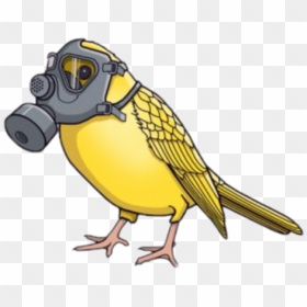 #pajaro #peligro - Bird With Gas Mask, HD Png Download - pajaro png