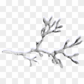Snow-covered Branches Png Download - Snow Tree Branch Png, Transparent Png - tree branch clipart png
