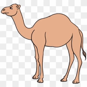 Simple Easy Camel Drawing, HD Png Download - squidward face png
