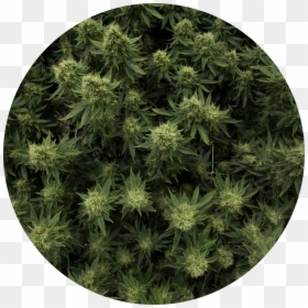 Flower, HD Png Download - cannabis plant png