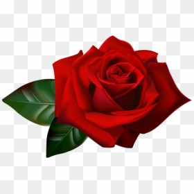 Rose Png - Roses Corner Borders Transparent Background, Png Download - burgundy flower png