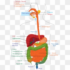 Digestive System - Digestive System Diagram Png, Transparent Png - esophagus png