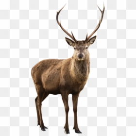 #deer #elk #reindeer #animal #animals #nature #moodboard - Transparent Background Deer Png, Png Download - reindeer antlers png tumblr