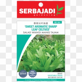 Seed Lettuce Malaysia, HD Png Download - arugula png