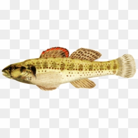 Okaloosa Darter Fish Clipart - Realistic Tropical Fish Clipart, HD Png Download - puffer fish png