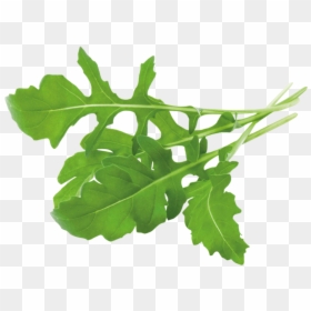 Arugula Plant, HD Png Download - arugula png