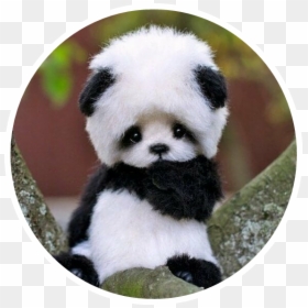 #cute #baby #panda #bear #asian #black #white #small - Cute Baby Panda Bear, HD Png Download - baby panda png