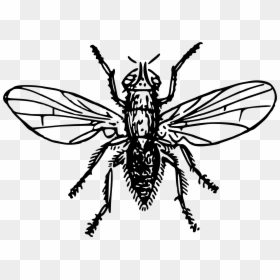 Flies Clipart Insect Wing - Clip Art, HD Png Download - insect wings png